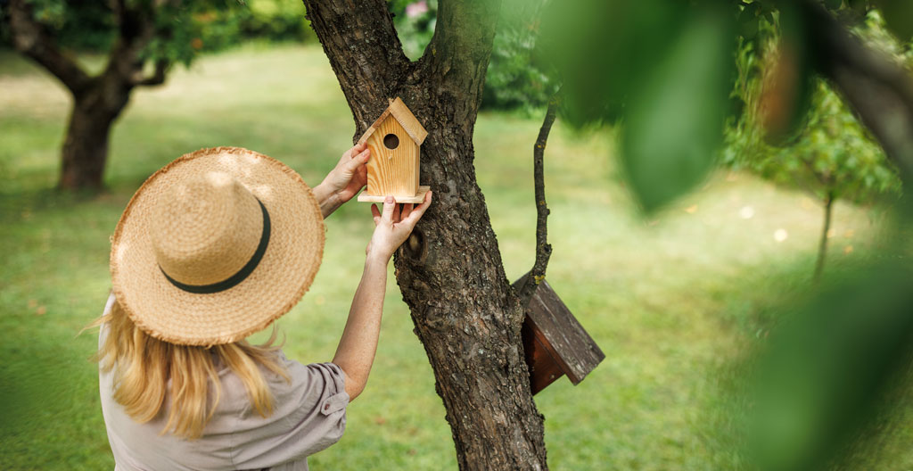 Nichoir en bois naturel avec mésange bleue à l'entrée, installé en bordure de parcelle agricole avec haie en arrière-plan